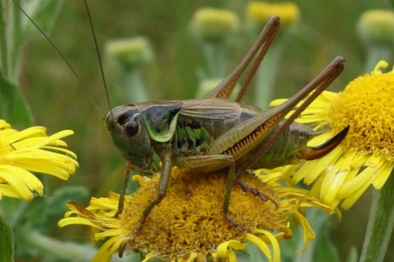 Top bugs and how to identify them