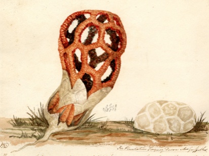 History Happy Hour Botanists and Bug-Hunters