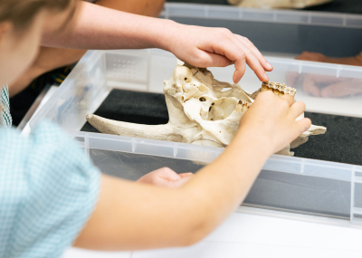 Pupils are cast as palaeontologists