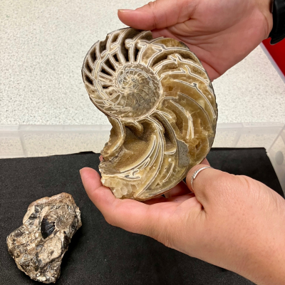 An ammonite fossil is in the foreground being held by a student
