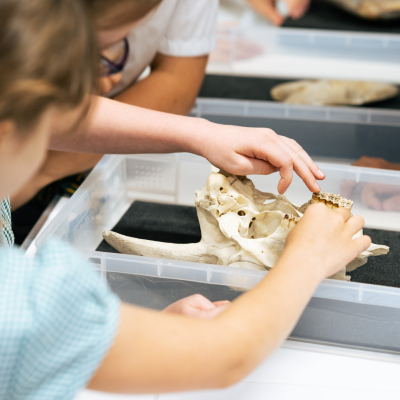 A child handling a skull in an object handling tray.